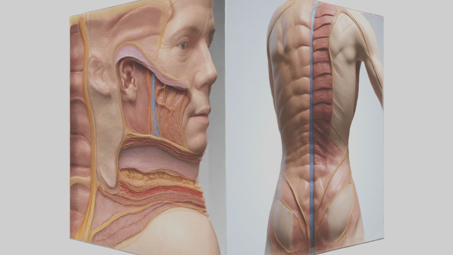 3D model Human Skin Layers Model VR / AR / low-poly
