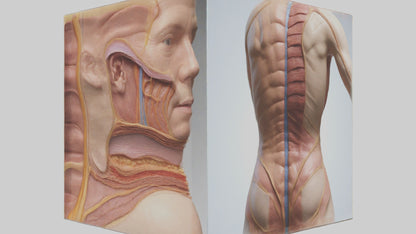 3D model Human Skin Layers Model VR / AR / low-poly