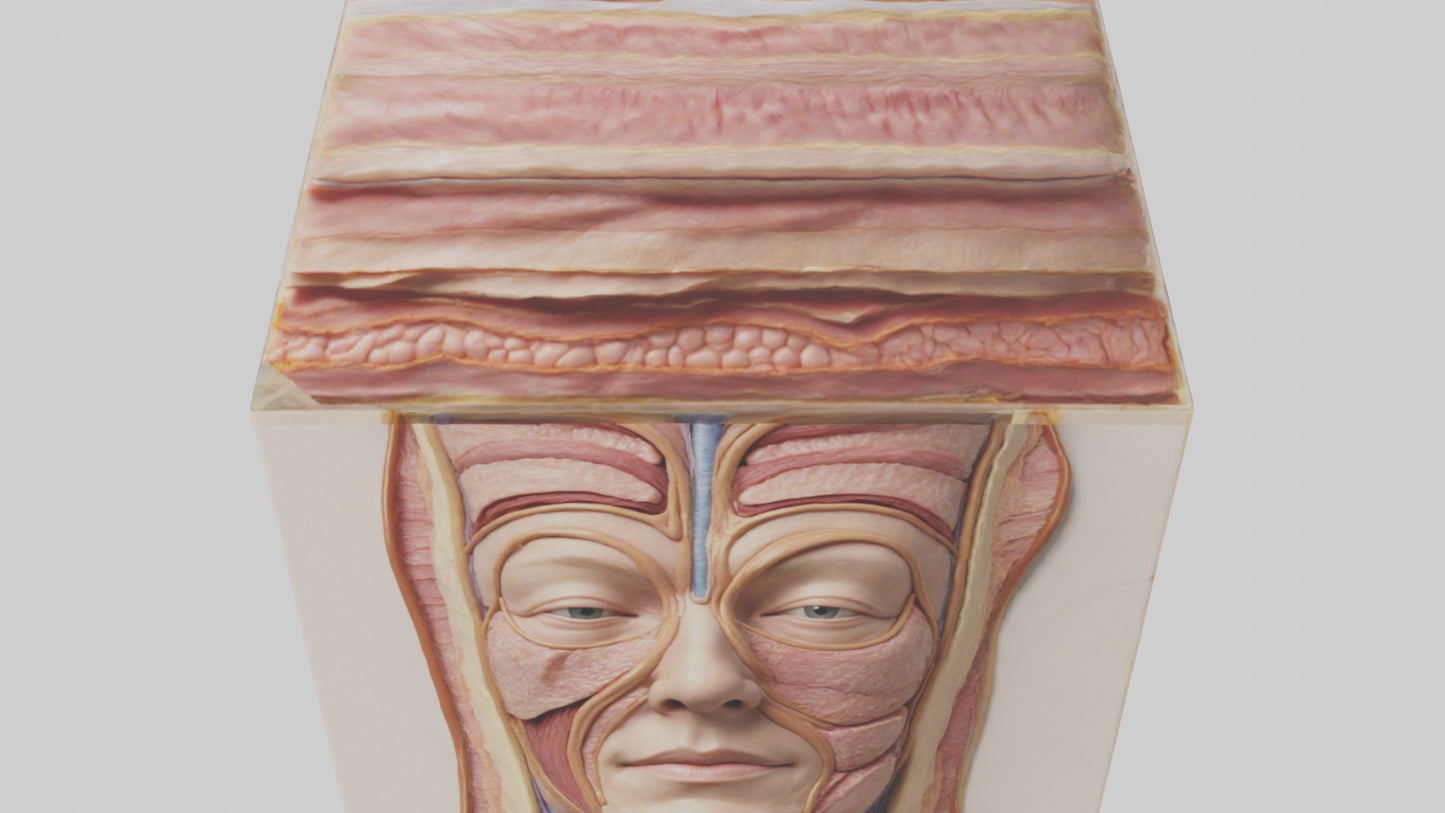 3D model Human Skin Layers Model VR / AR / low-poly