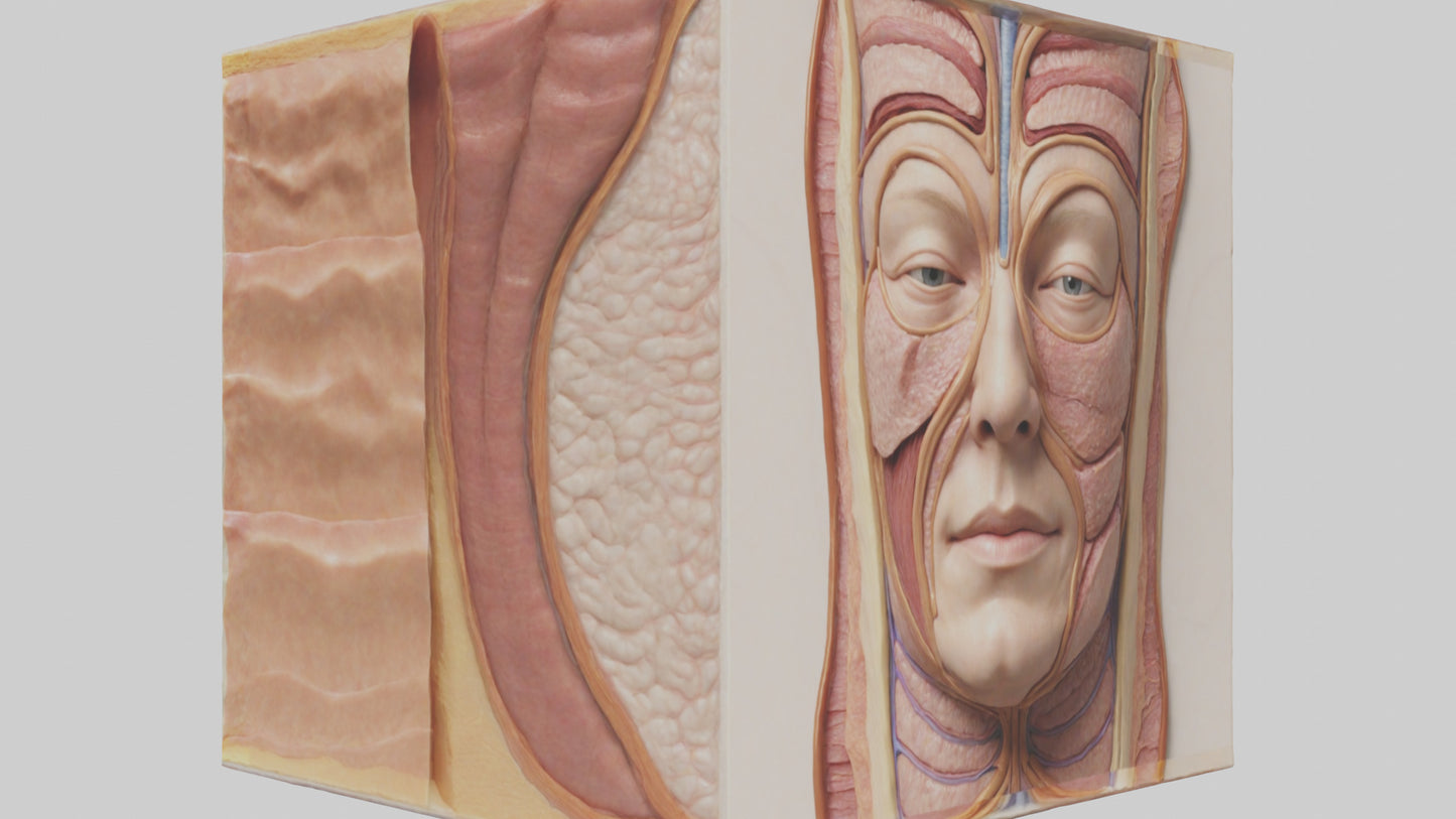 3D model Human Skin Layers Model VR / AR / low-poly
