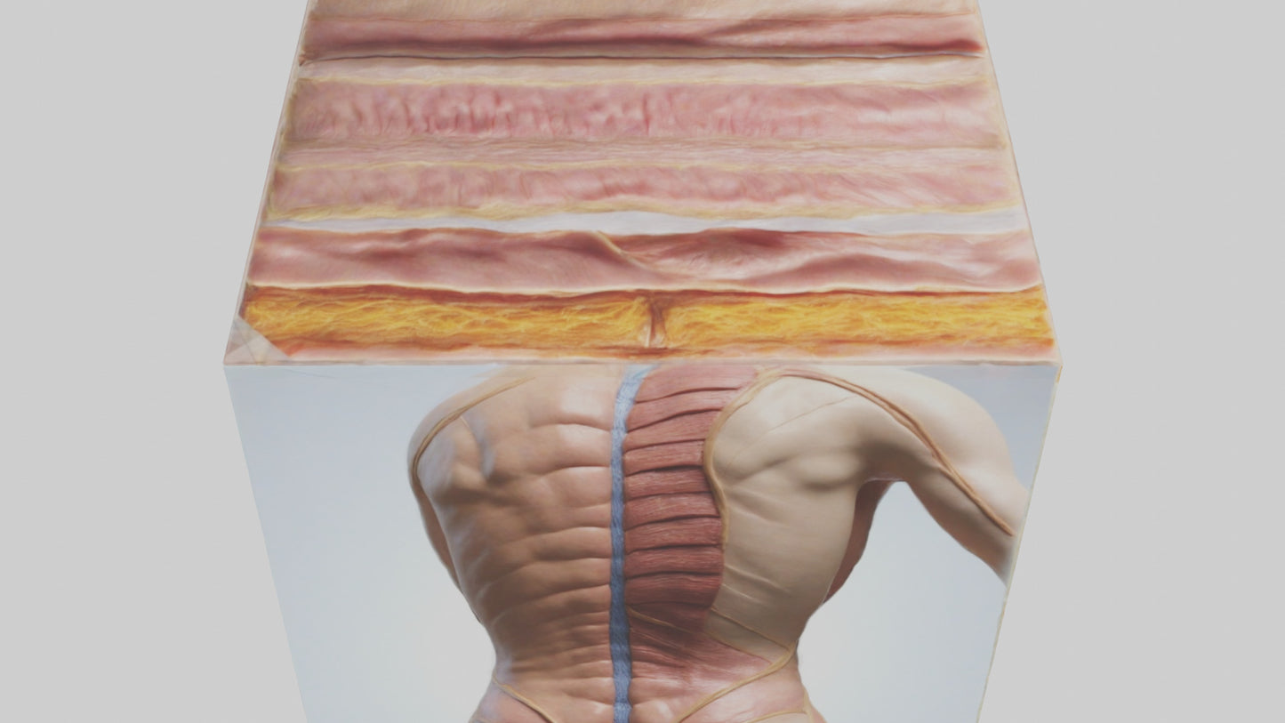 3D model Human Skin Layers Model VR / AR / low-poly