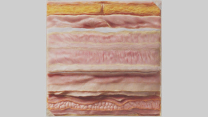 3D model Human Skin Layers Model VR / AR / low-poly