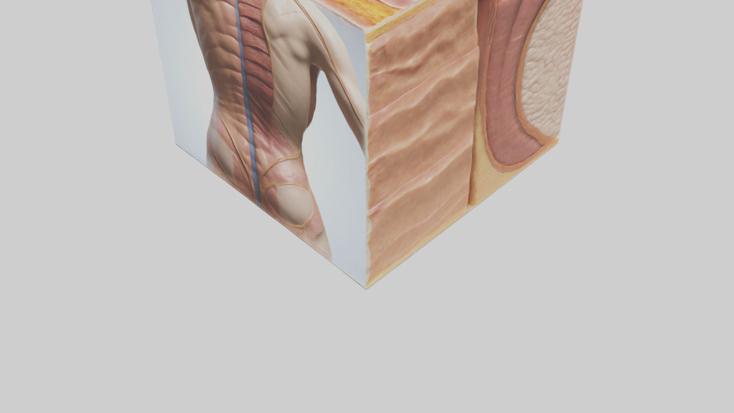 3D model Human Skin Layers Model VR / AR / low-poly