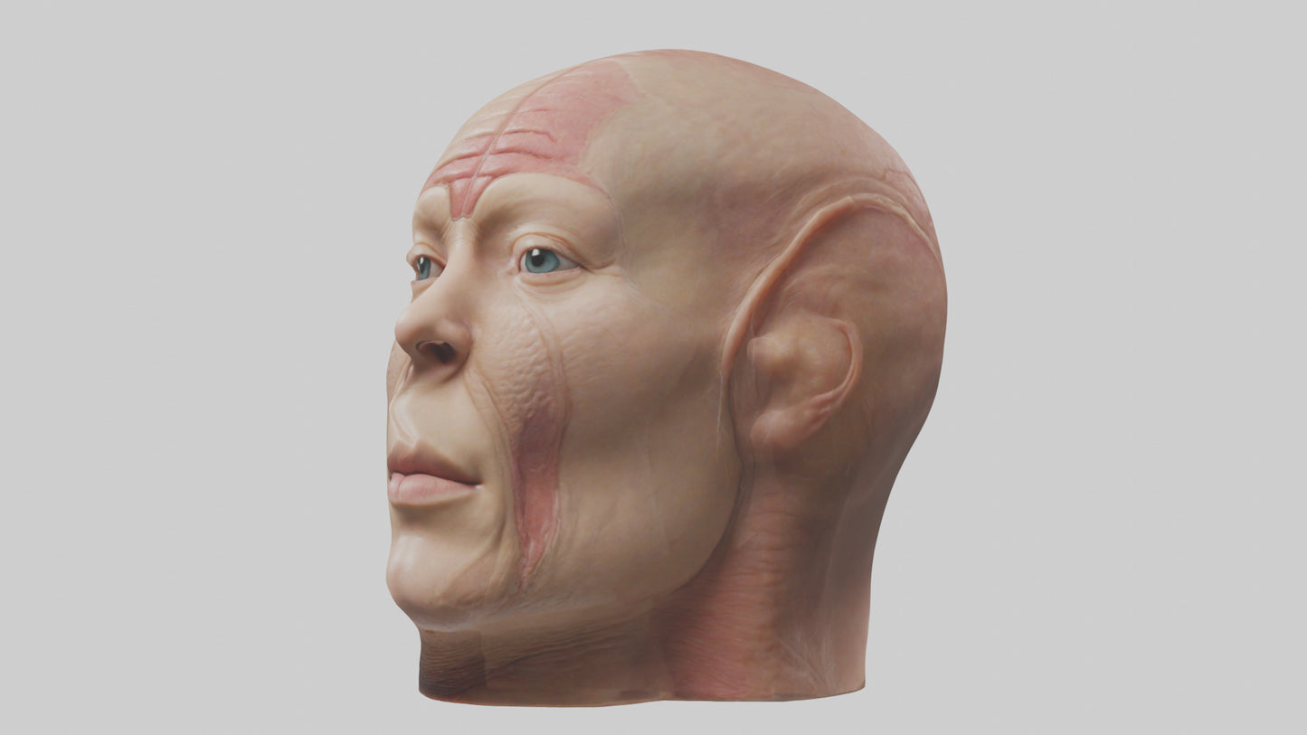 3D model Human Skin Model VR / AR / low-poly