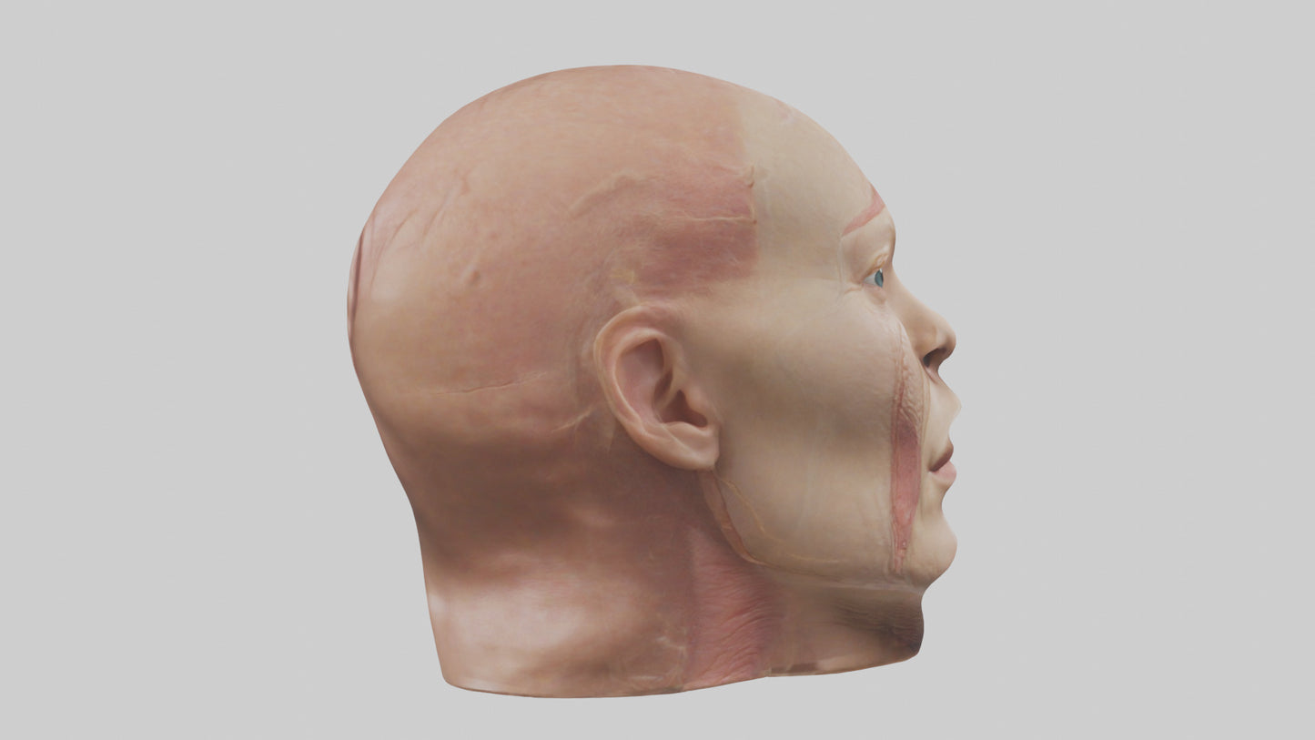 3D model Human Skin Model VR / AR / low-poly