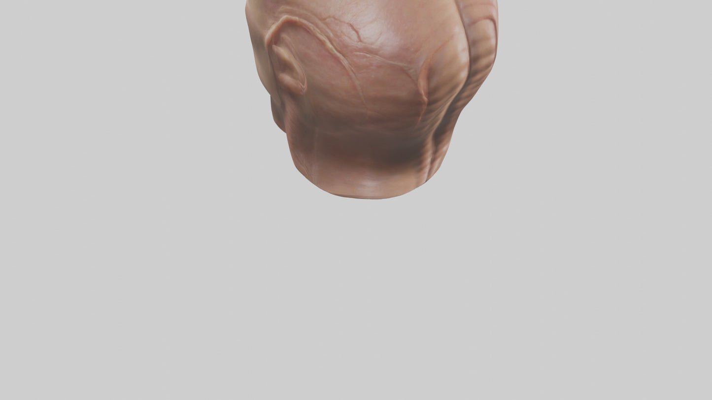 3D model Human Skin Model VR / AR / low-poly