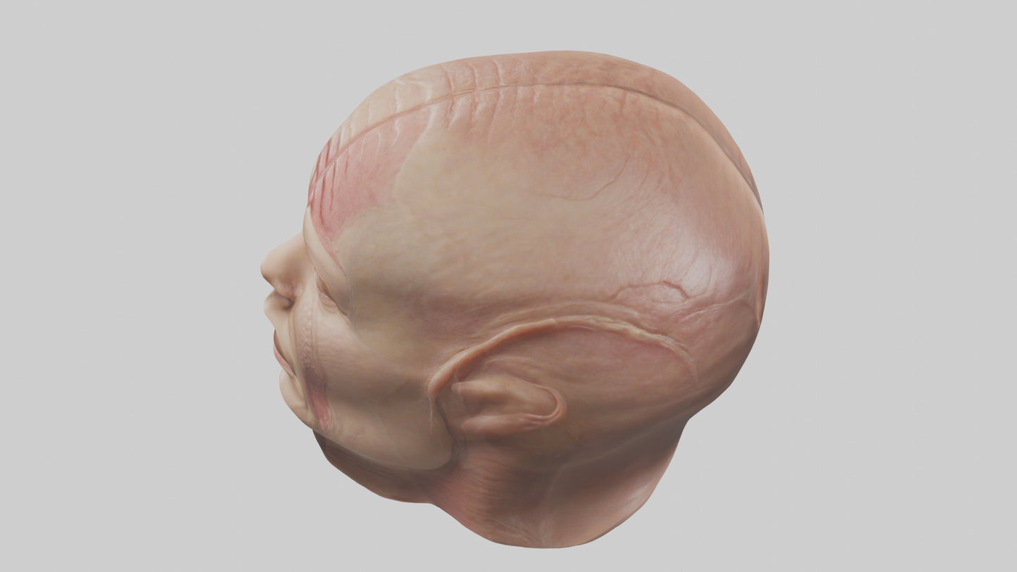 3D model Human Skin Model VR / AR / low-poly