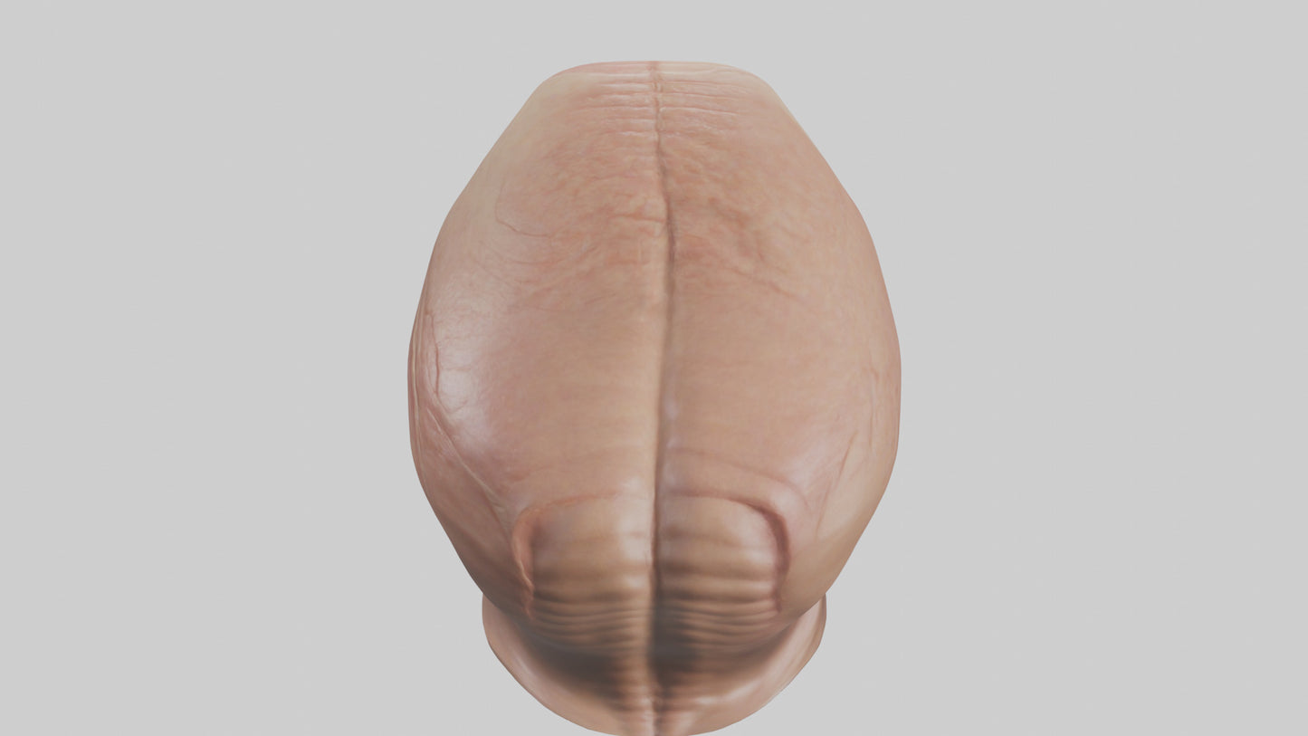 3D model Human Skin Model VR / AR / low-poly