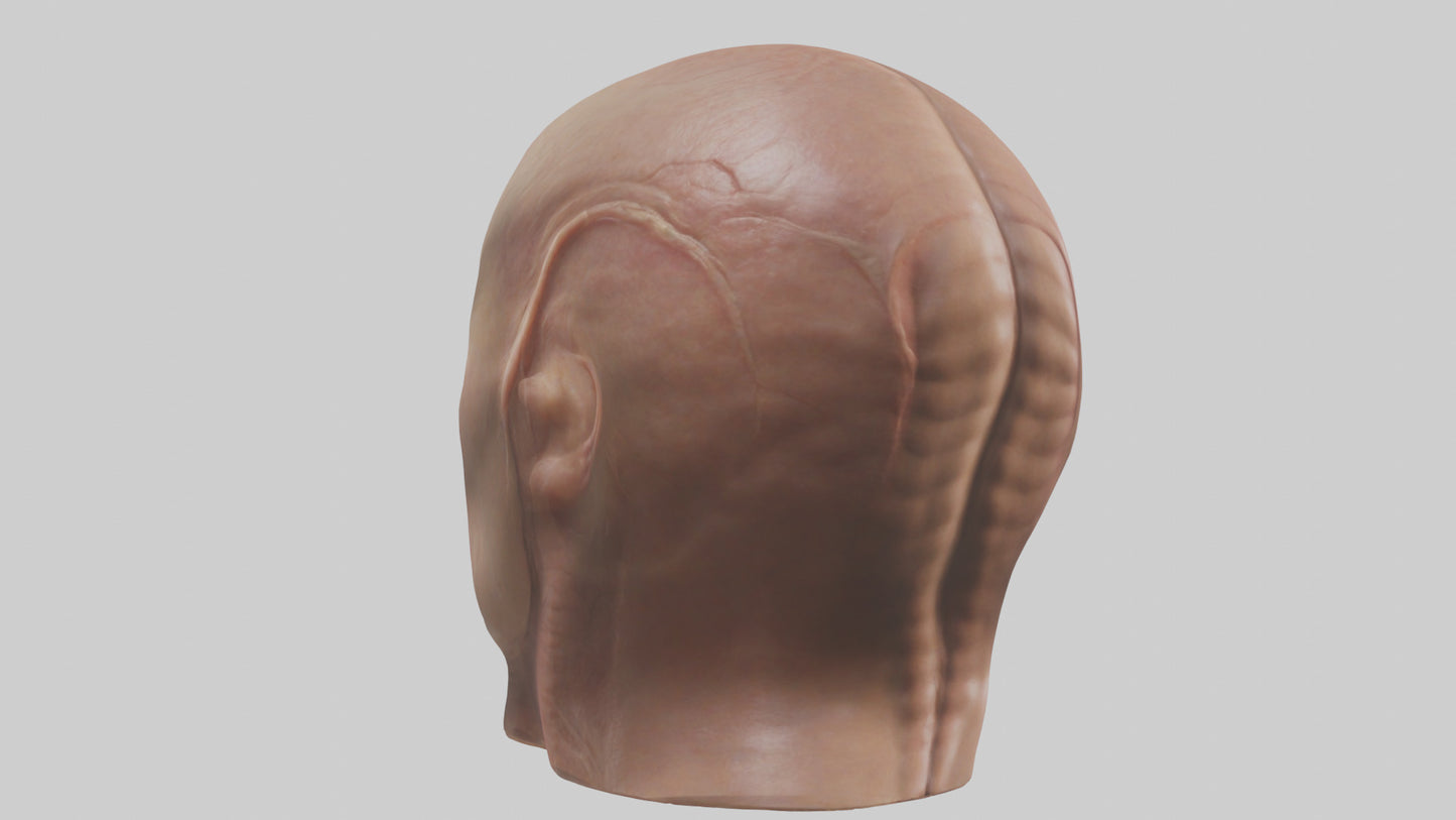 3D model Human Skin Model VR / AR / low-poly