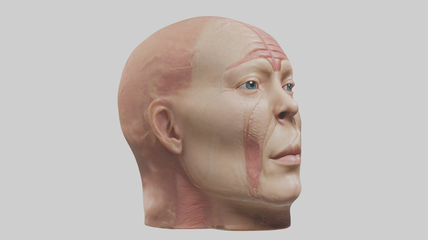 3D model Human Skin Model VR / AR / low-poly