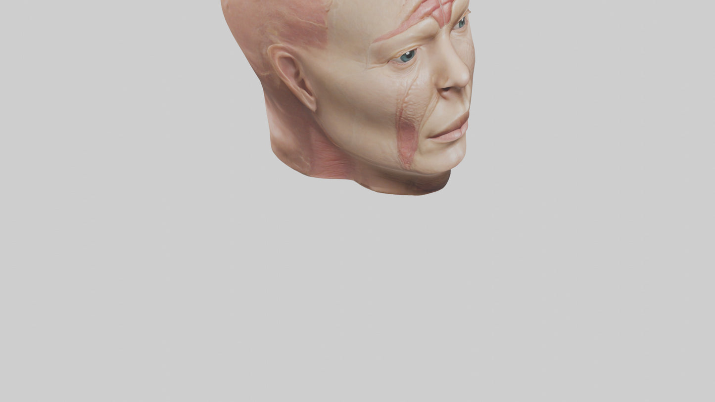 3D model Human Skin Model VR / AR / low-poly