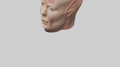 3D model Human Skin Model VR / AR / low-poly