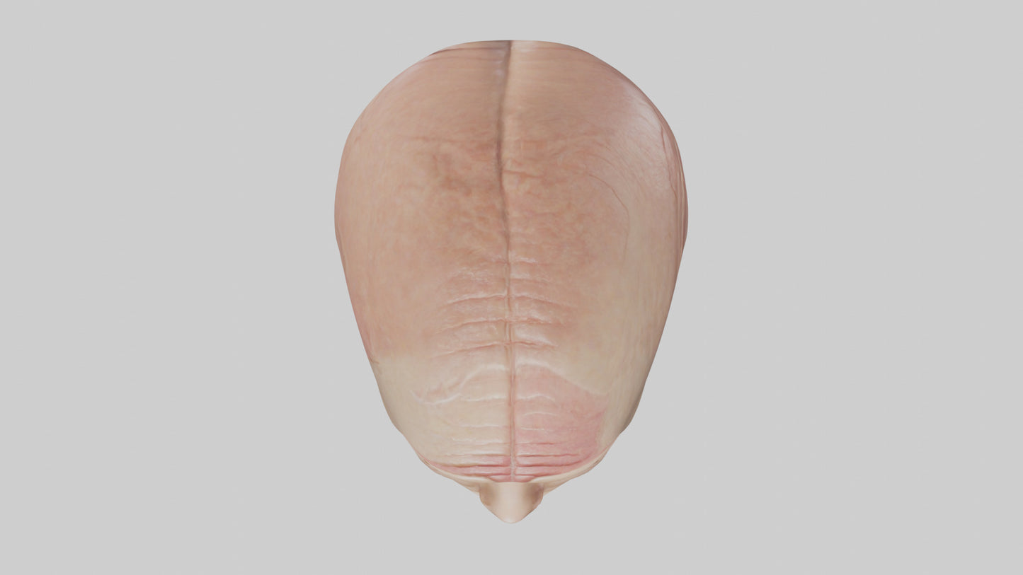 3D model Human Skin Model VR / AR / low-poly