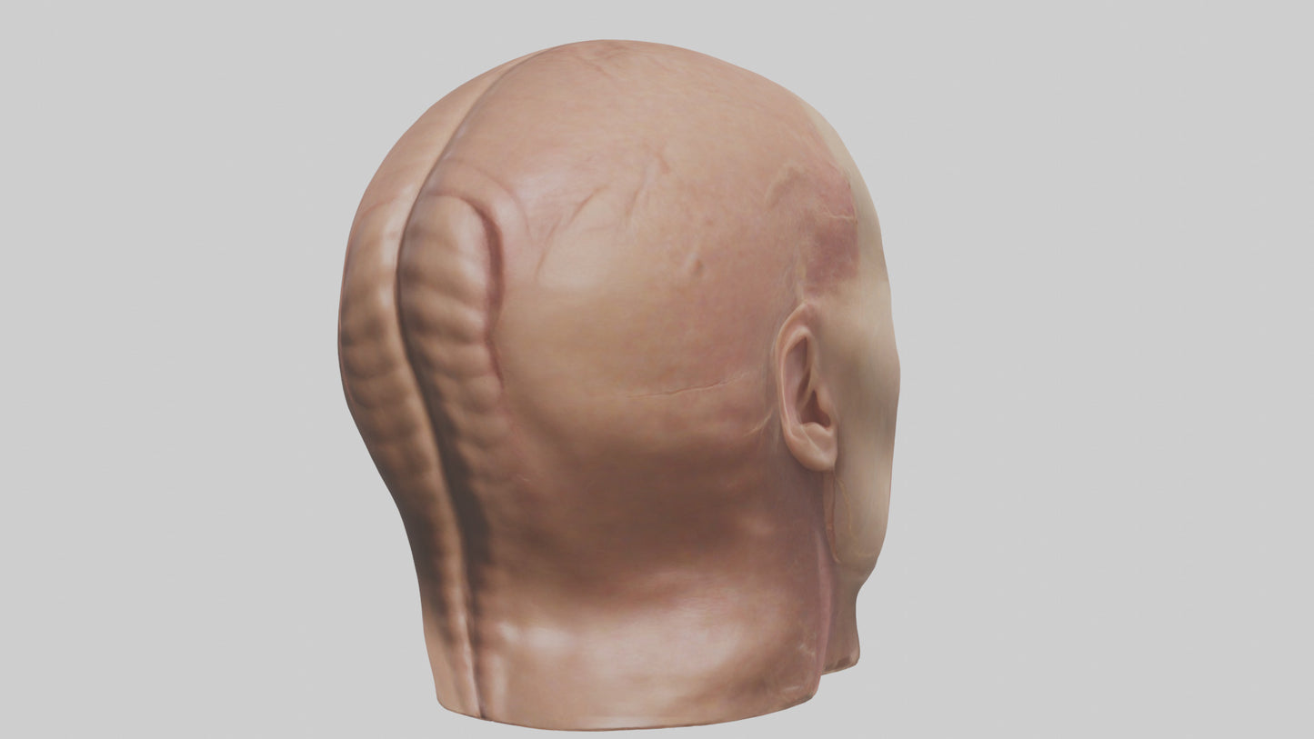 3D model Human Skin Model VR / AR / low-poly