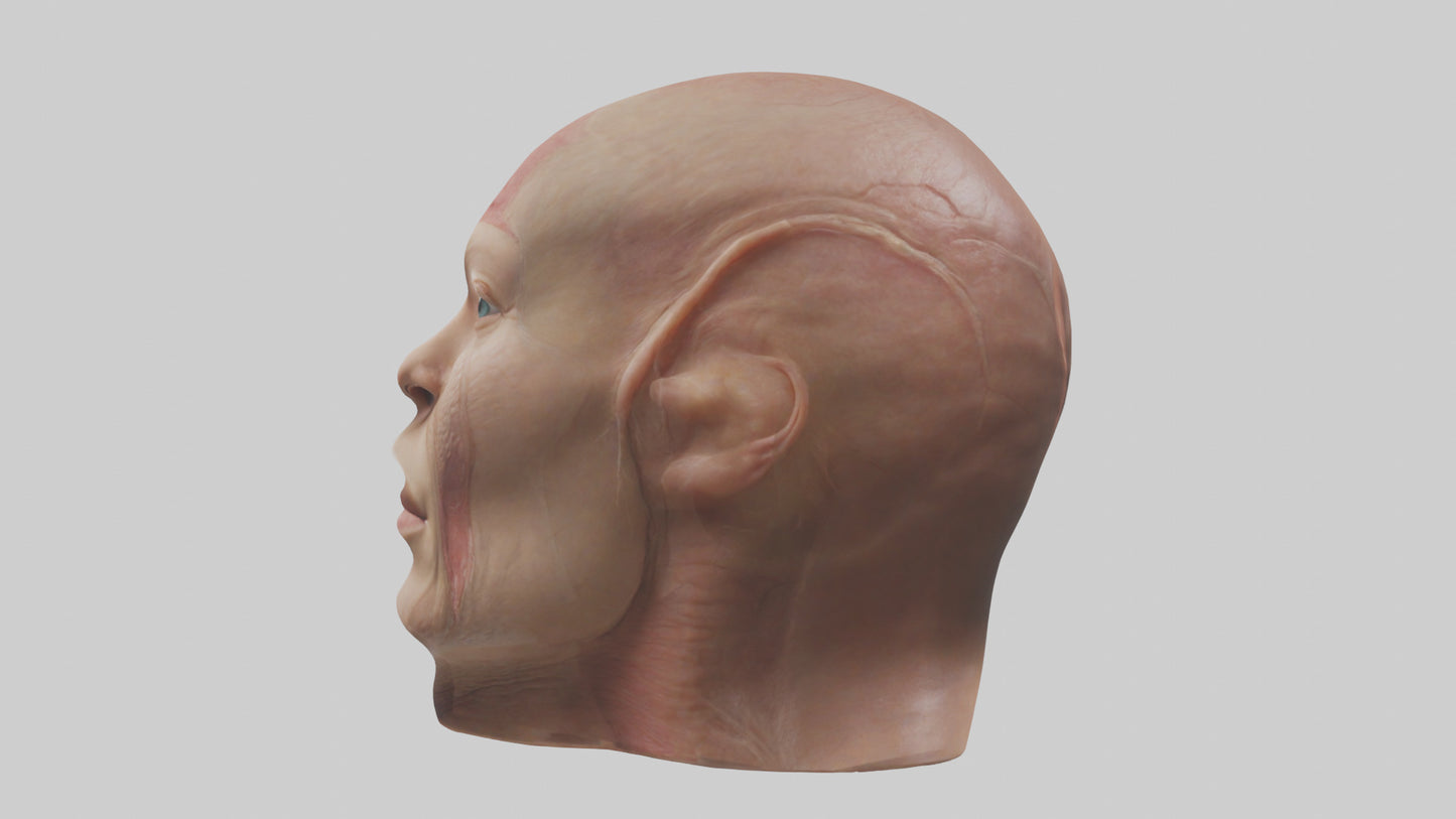 3D model Human Skin Model VR / AR / low-poly