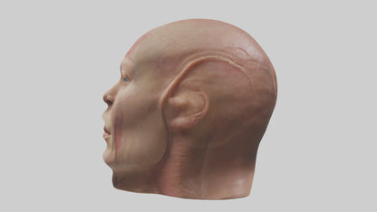 3D model Human Skin Model VR / AR / low-poly