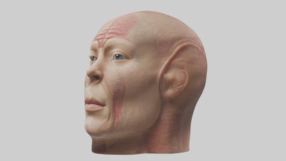 3D model Human Skin Model VR / AR / low-poly
