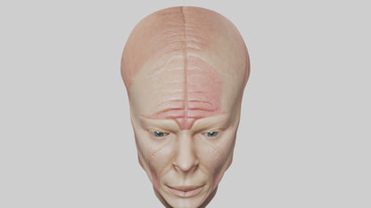 3D model Human Skin Model VR / AR / low-poly