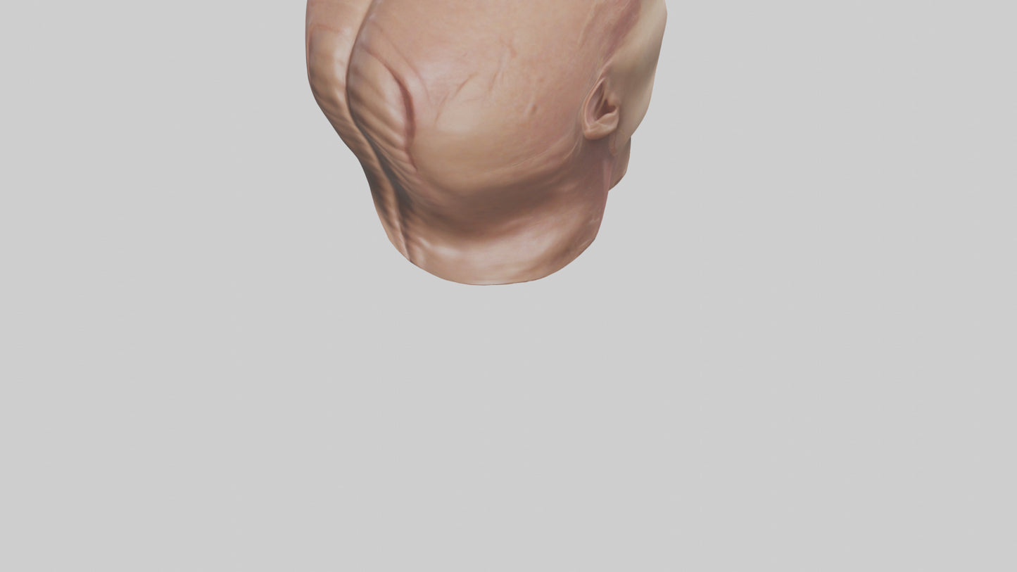 3D model Human Skin Model VR / AR / low-poly