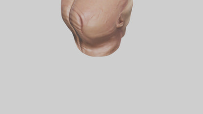 3D model Human Skin Model VR / AR / low-poly