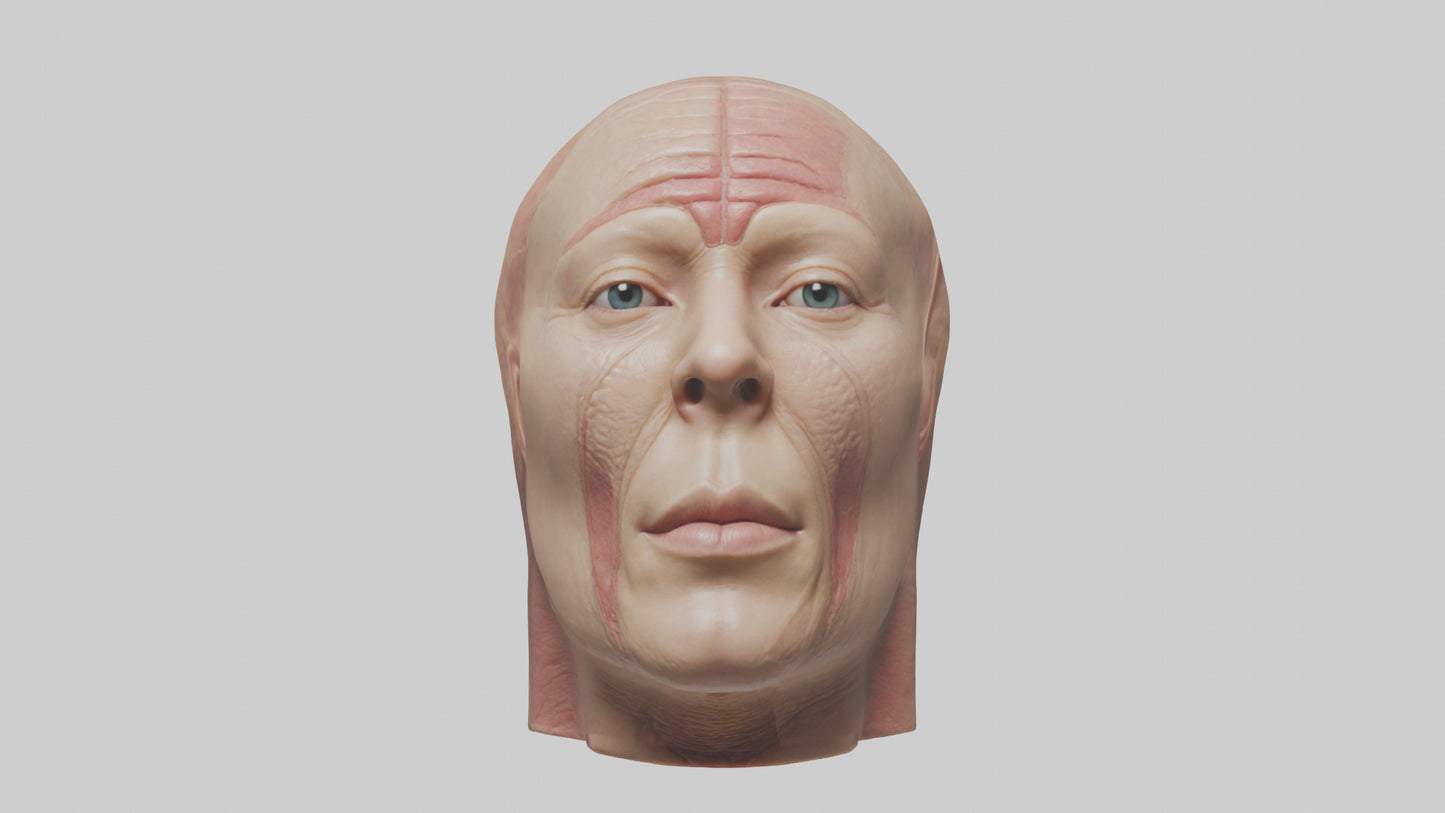 3D model Human Skin Model VR / AR / low-poly
