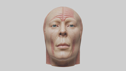 3D model Human Skin Model VR / AR / low-poly