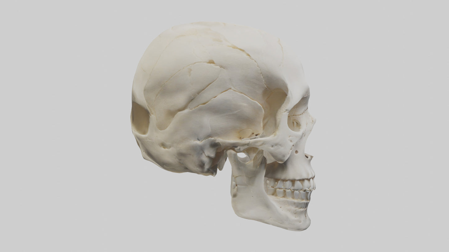 Human Skull Skeleton model VR / AR / low-poly
