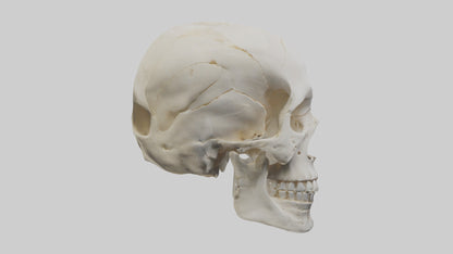 Human Skull Skeleton model VR / AR / low-poly