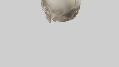 Human Skull Skeleton model VR / AR / low-poly