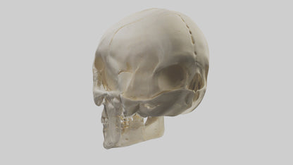 Human Skull Skeleton model VR / AR / low-poly