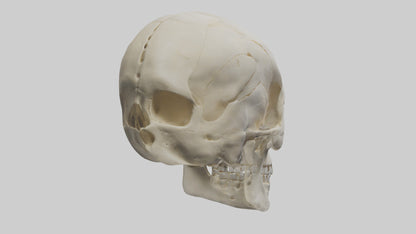 Human Skull Skeleton model VR / AR / low-poly
