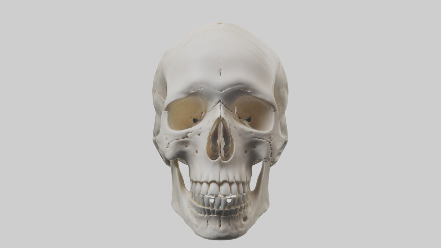 Human Skull Skeleton model VR / AR / low-poly