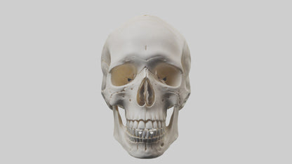 Human Skull Skeleton model VR / AR / low-poly