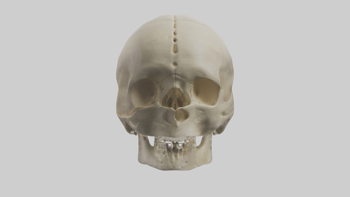 Human Skull Skeleton model VR / AR / low-poly