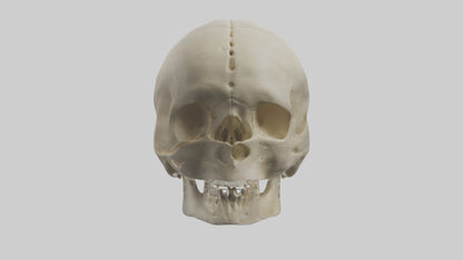 Human Skull Skeleton model VR / AR / low-poly