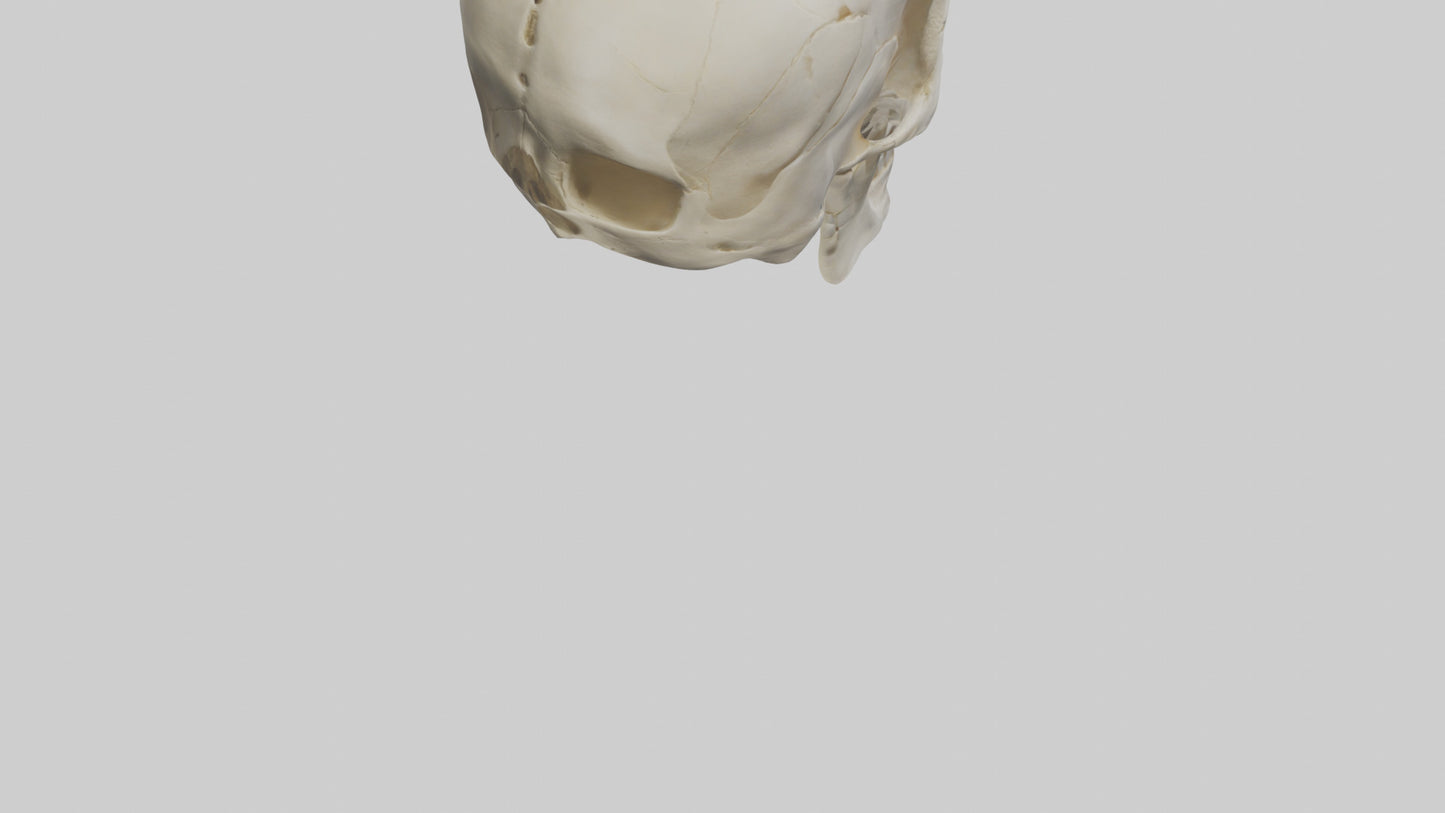 Human Skull Skeleton model VR / AR / low-poly