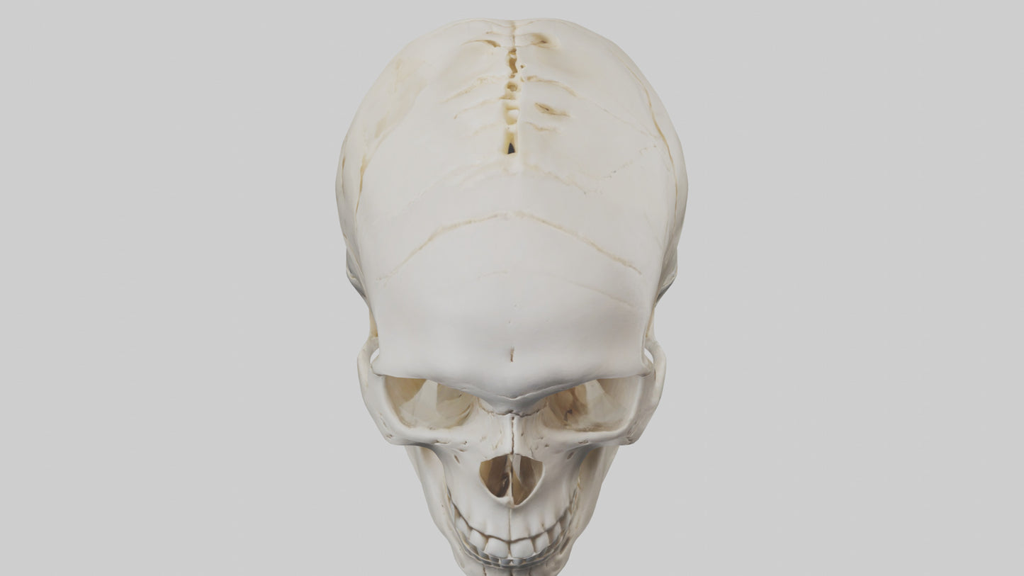 Human Skull Skeleton model VR / AR / low-poly