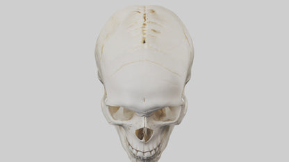 Human Skull Skeleton model VR / AR / low-poly