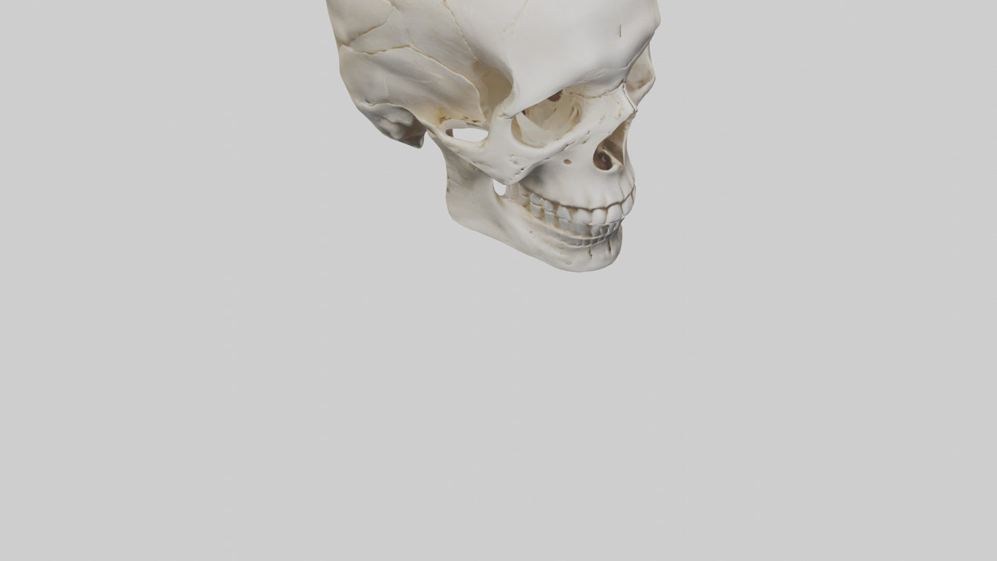 Human Skull Skeleton model VR / AR / low-poly