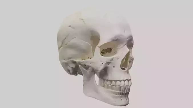 Human Skull Skeleton model VR / AR / low-poly