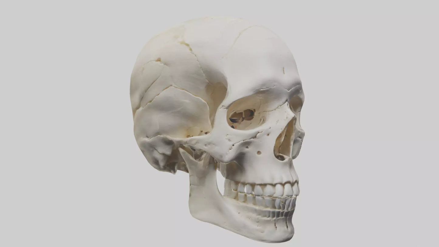 Human Skull Skeleton model VR / AR / low-poly