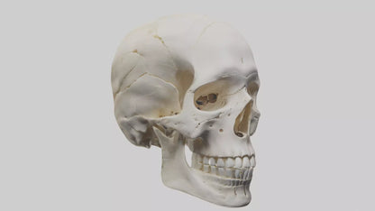 Human Skull Skeleton model VR / AR / low-poly
