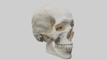 Human Skull Skeleton model VR / AR / low-poly