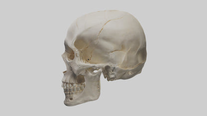 Human Skull Skeleton model VR / AR / low-poly