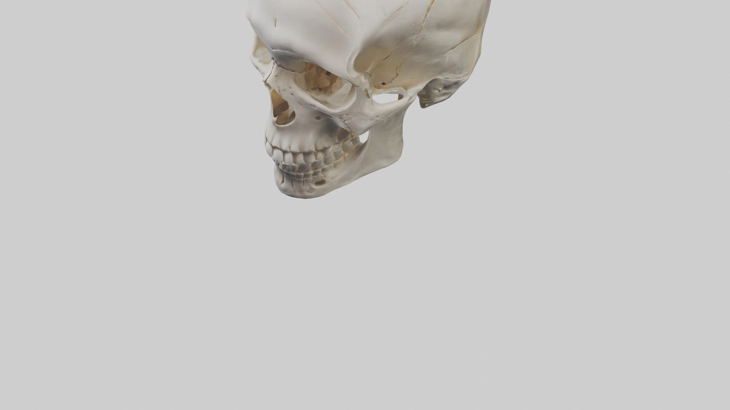 Human Skull Skeleton model VR / AR / low-poly