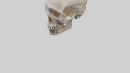 Human Skull Skeleton model VR / AR / low-poly
