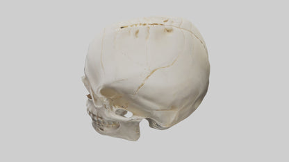 Human Skull Skeleton model VR / AR / low-poly