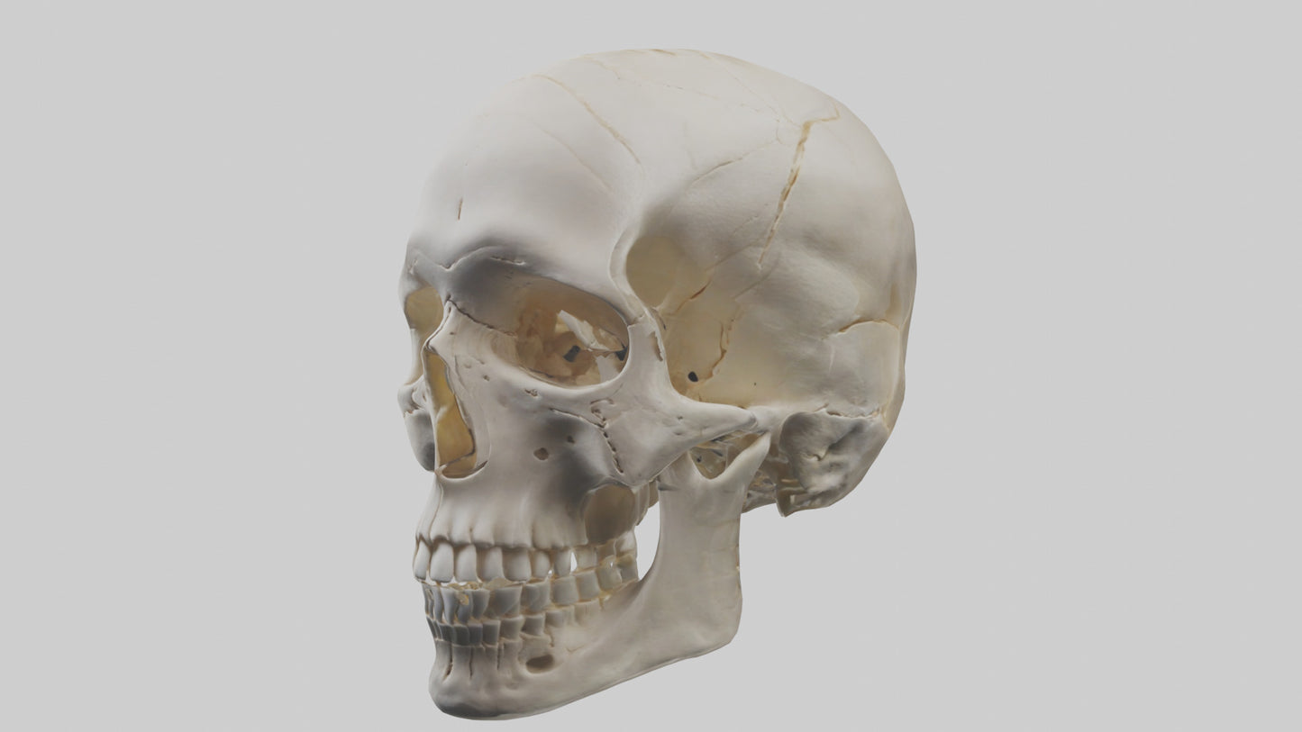 Human Skull Skeleton model VR / AR / low-poly