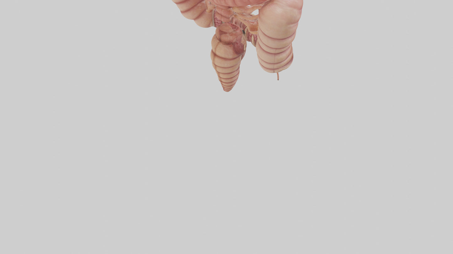 3D model Human Small Intestine VR / AR / low-poly