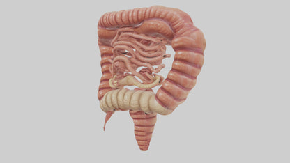 3D model Human Small Intestine VR / AR / low-poly